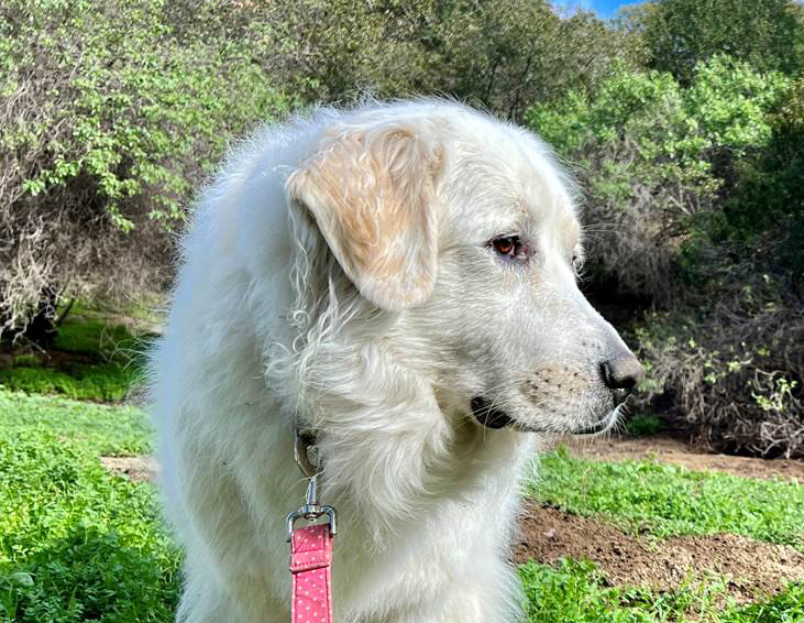 Hiking in the ‘Ocean´ of Griffith Park