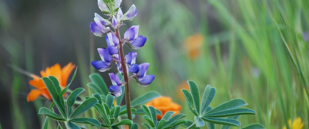 Lupine-BrendaRees Lupine-BrendaRees