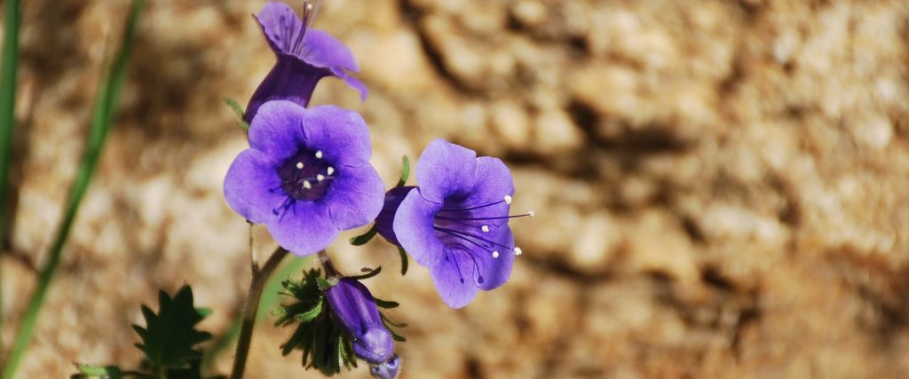 banH-WildFlower-BrendaRees Wild Flower-Brenda Rees