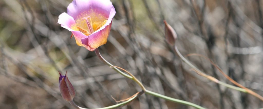 pink-lily-GERRY HANS pink-lily GERRY HANS