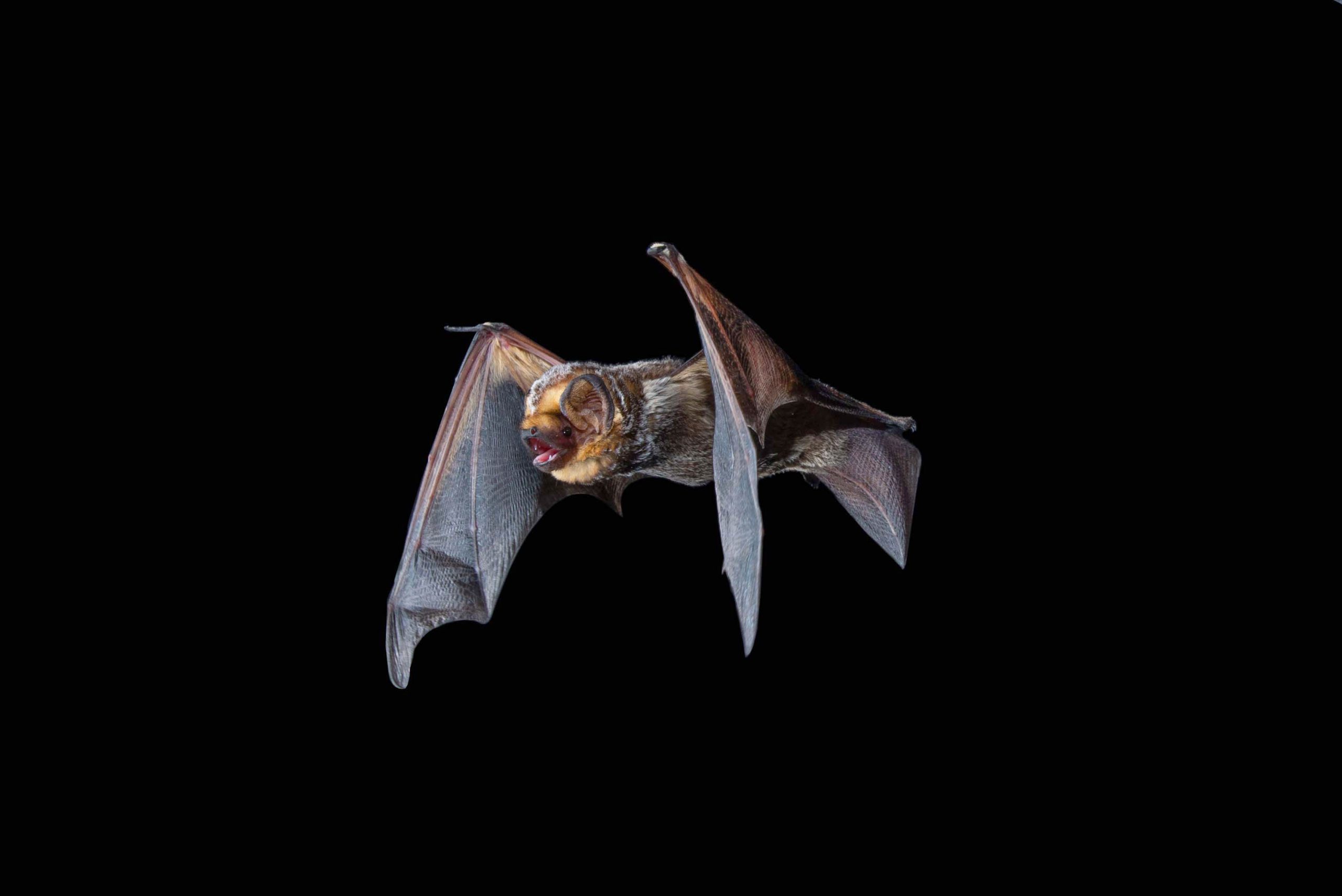 L.A’s Urban Bats Fill the Night Sky