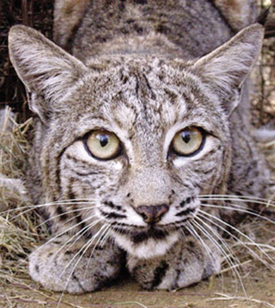 bobcat