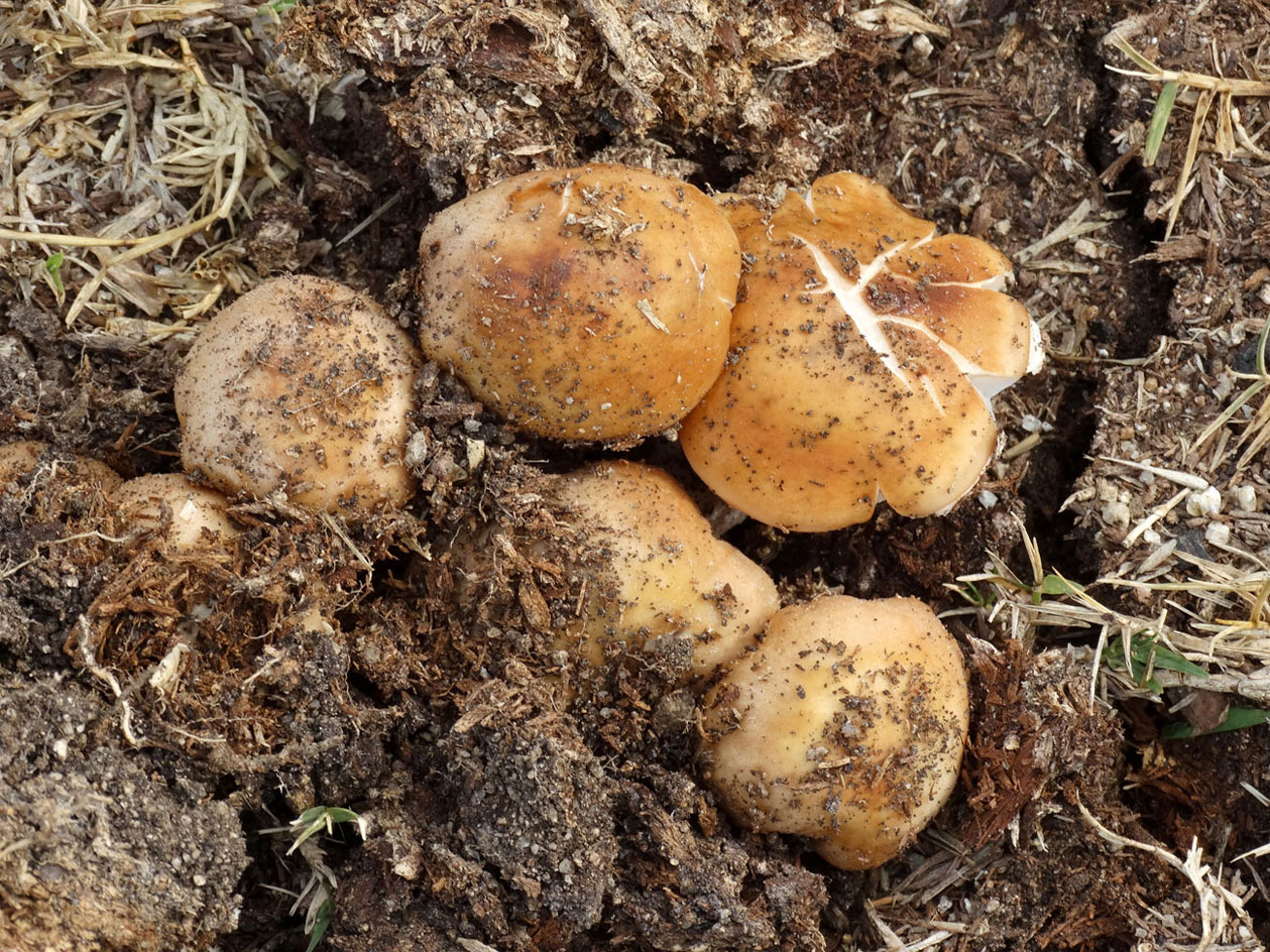 Wild About Mushrooms in Griffith Park