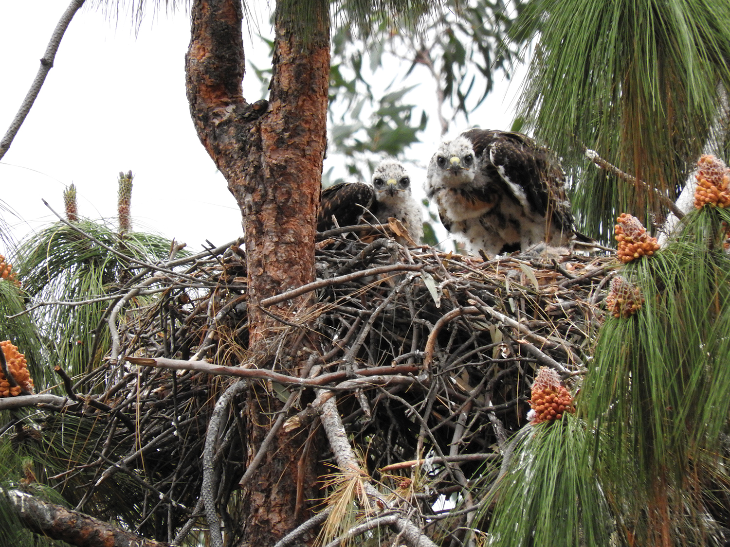 Raptor Study Final Report