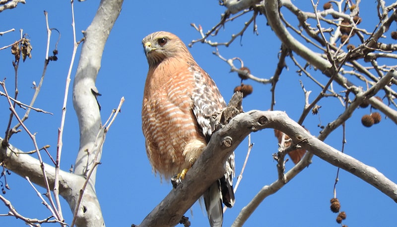 bird-sanctuary bird-sanctuary