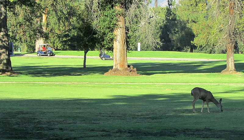 municipal-golf municipal-golf