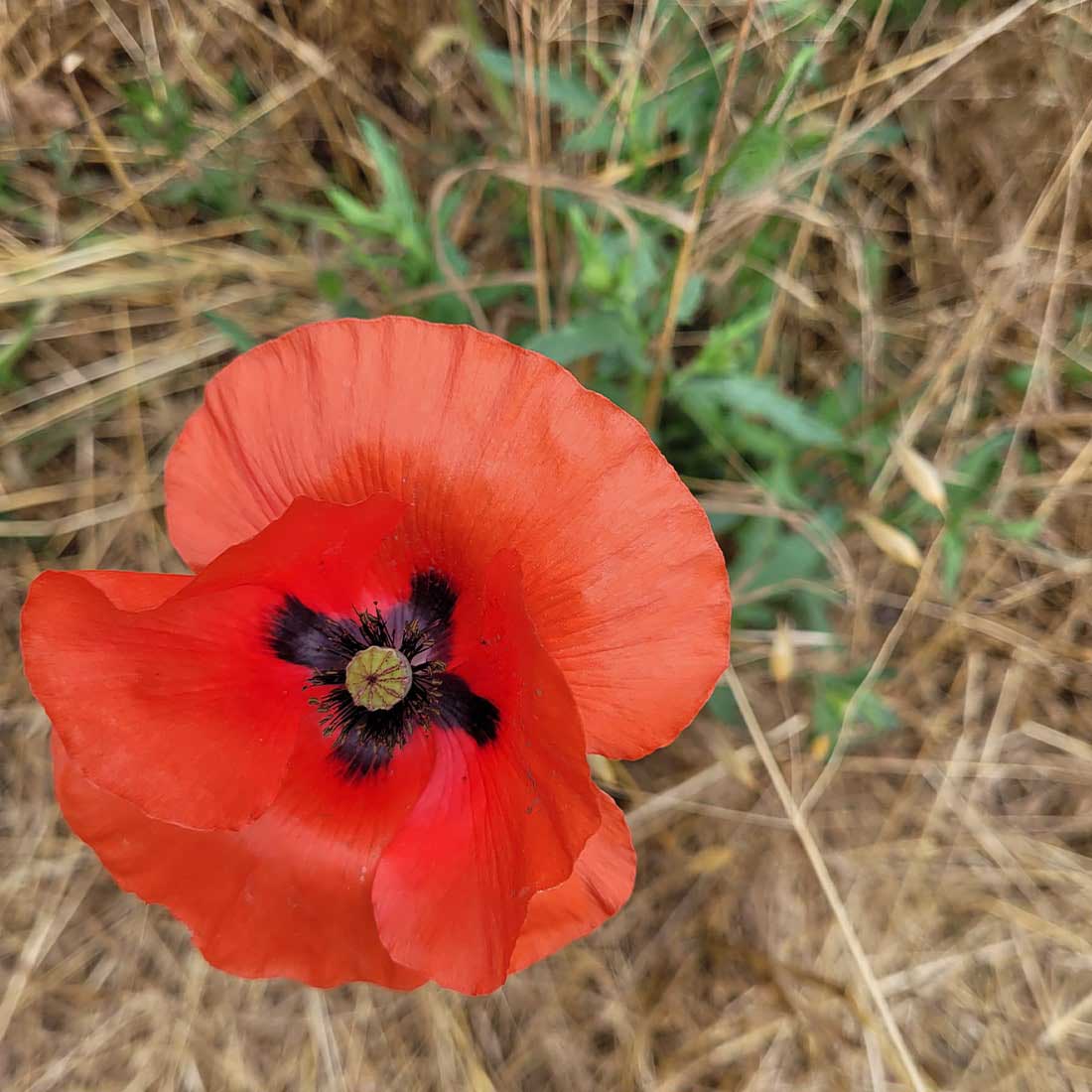 Red Poppy in Griffith Park