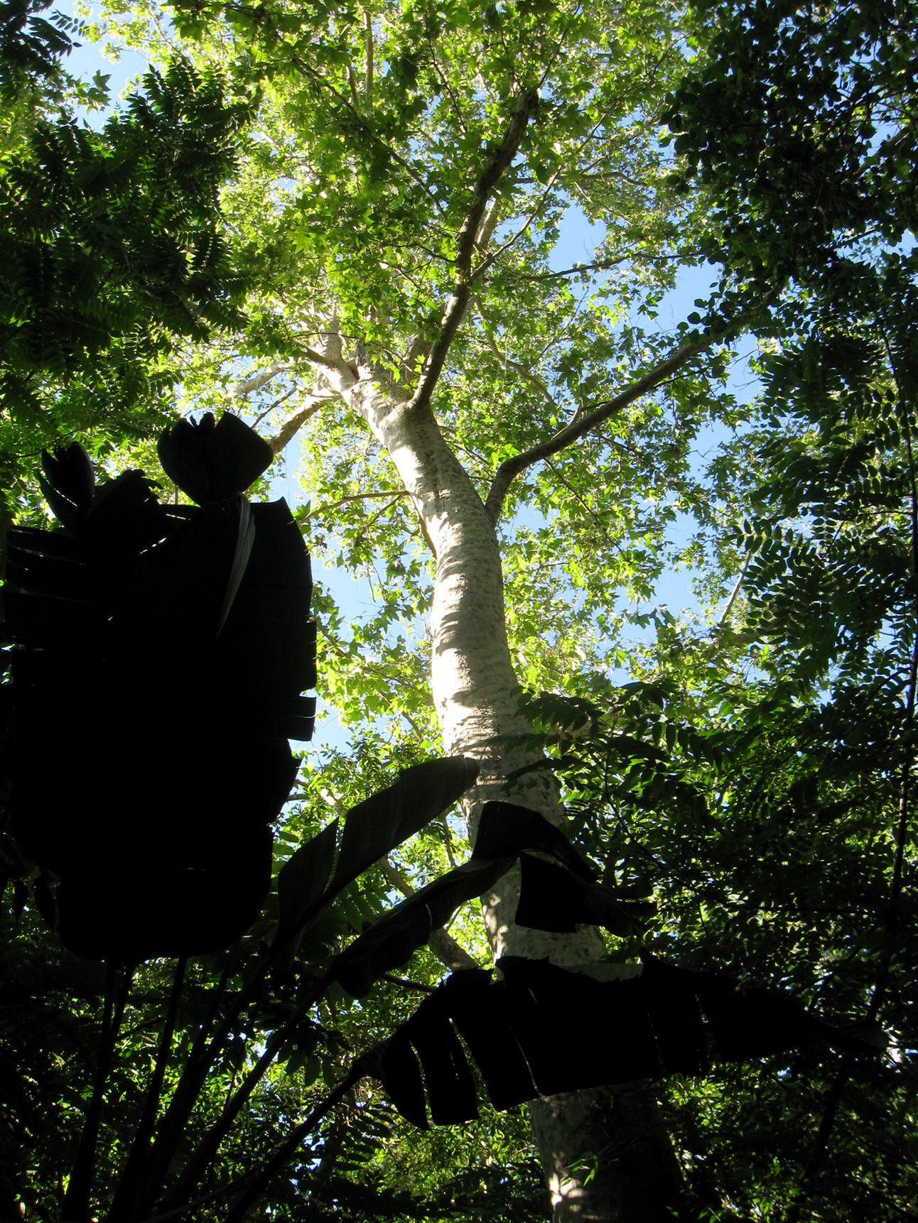 Attempt to Sideline the New Enlightened Draft of a Master Plan for Griffith Park