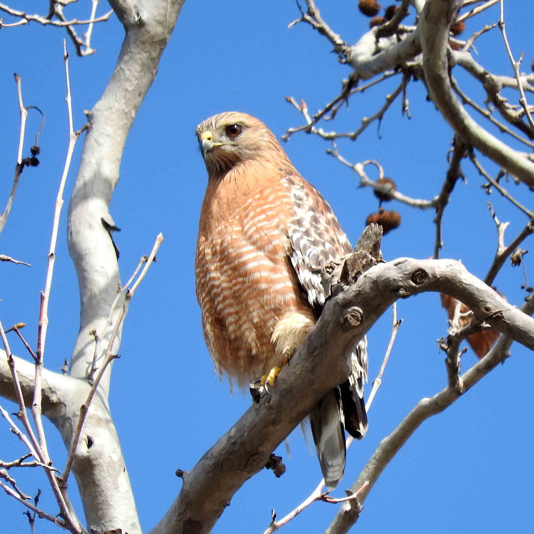 GHans-RedShoulder-DSCN8005