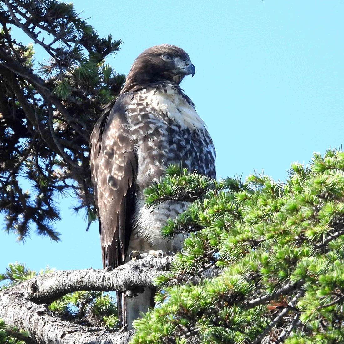 GHans-RedTail-DSCN465