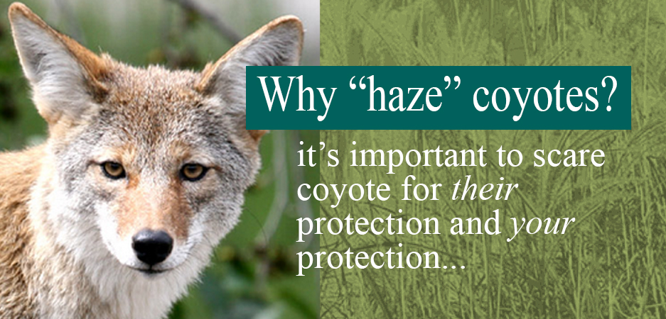 Coyote Hazing Meeting / Video