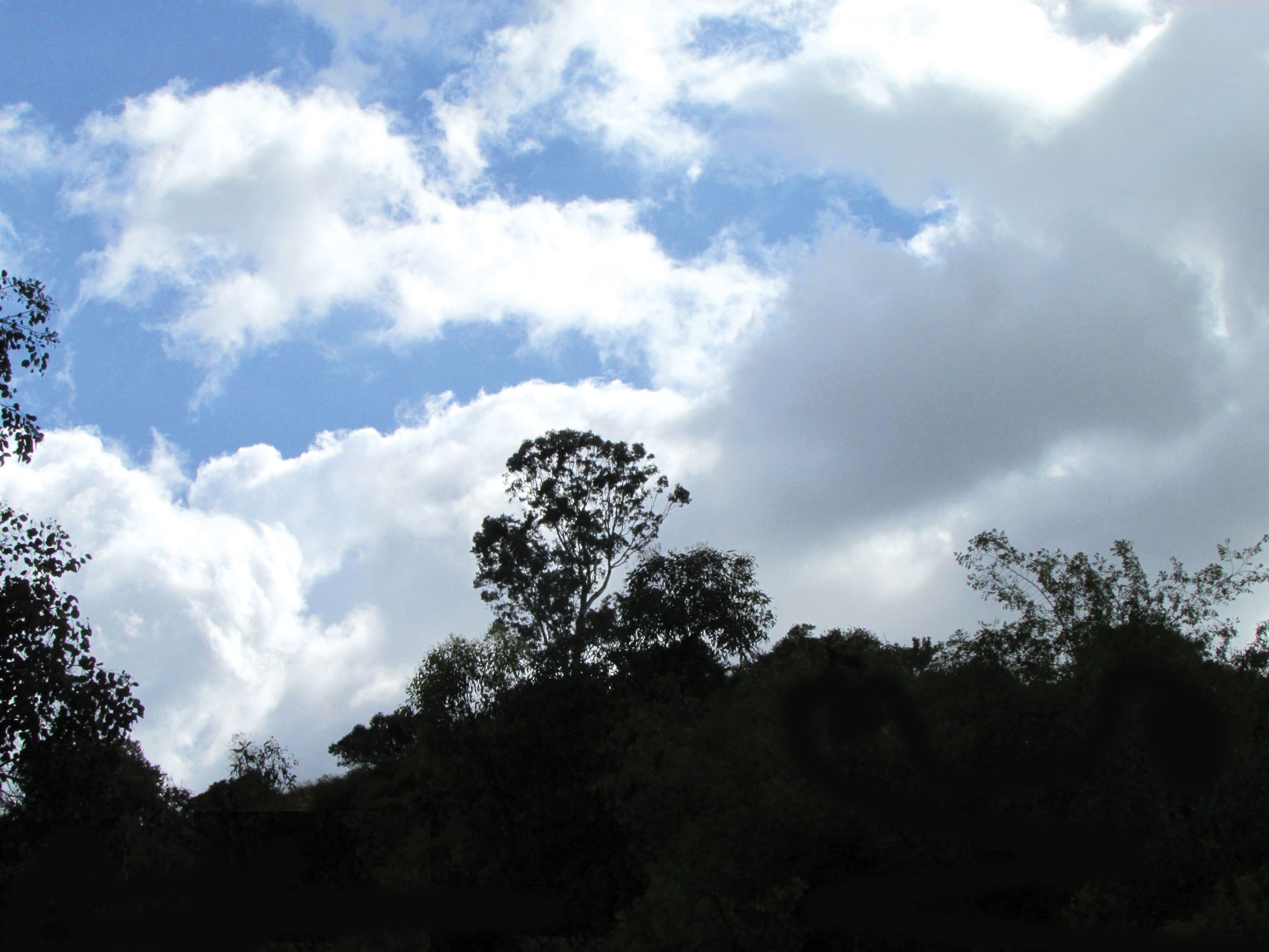 Wildness in the Metropolitan Area: A Dream in Search of a Plan