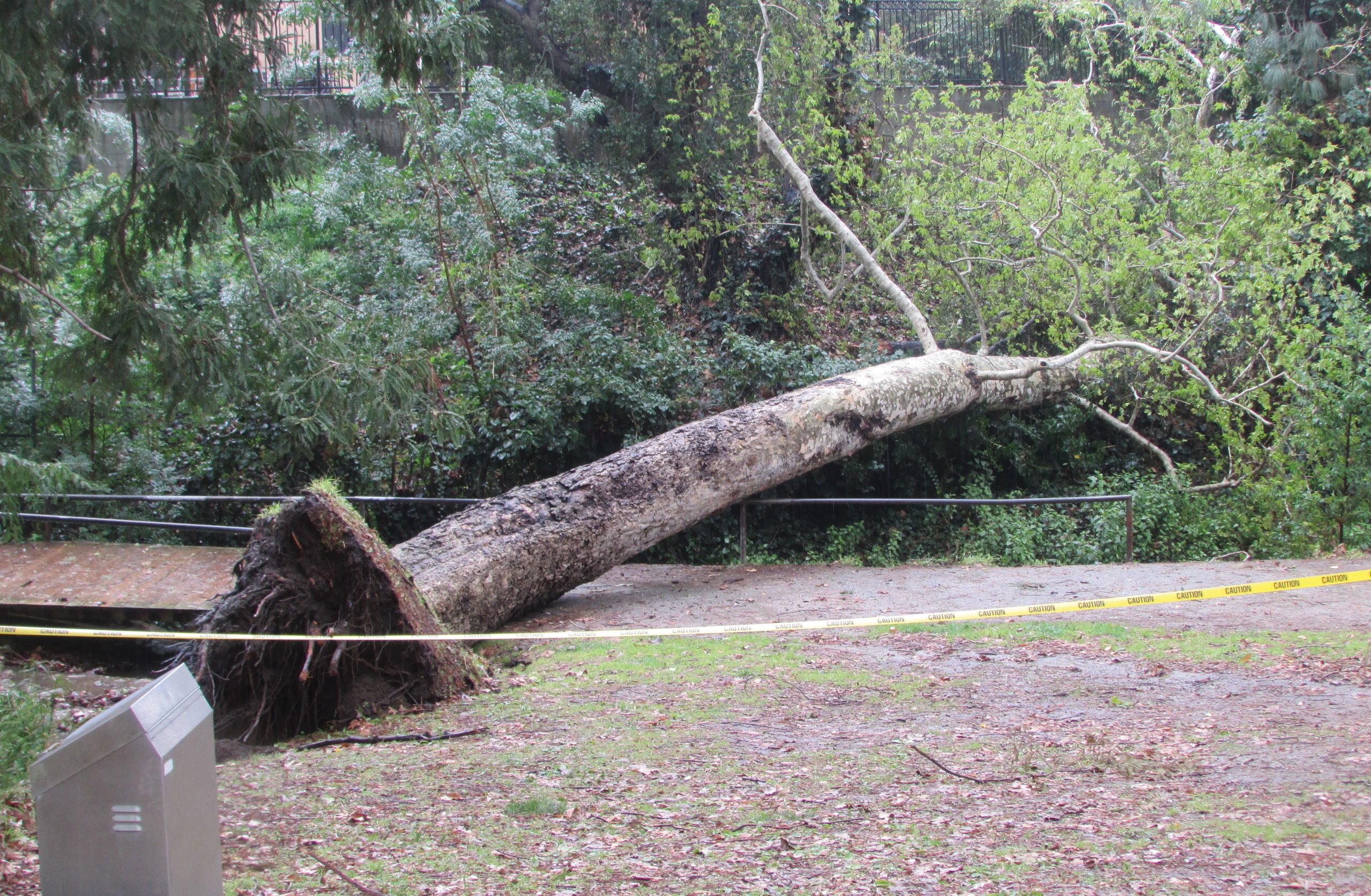 Winter Strikes a Blow in Griffith Park