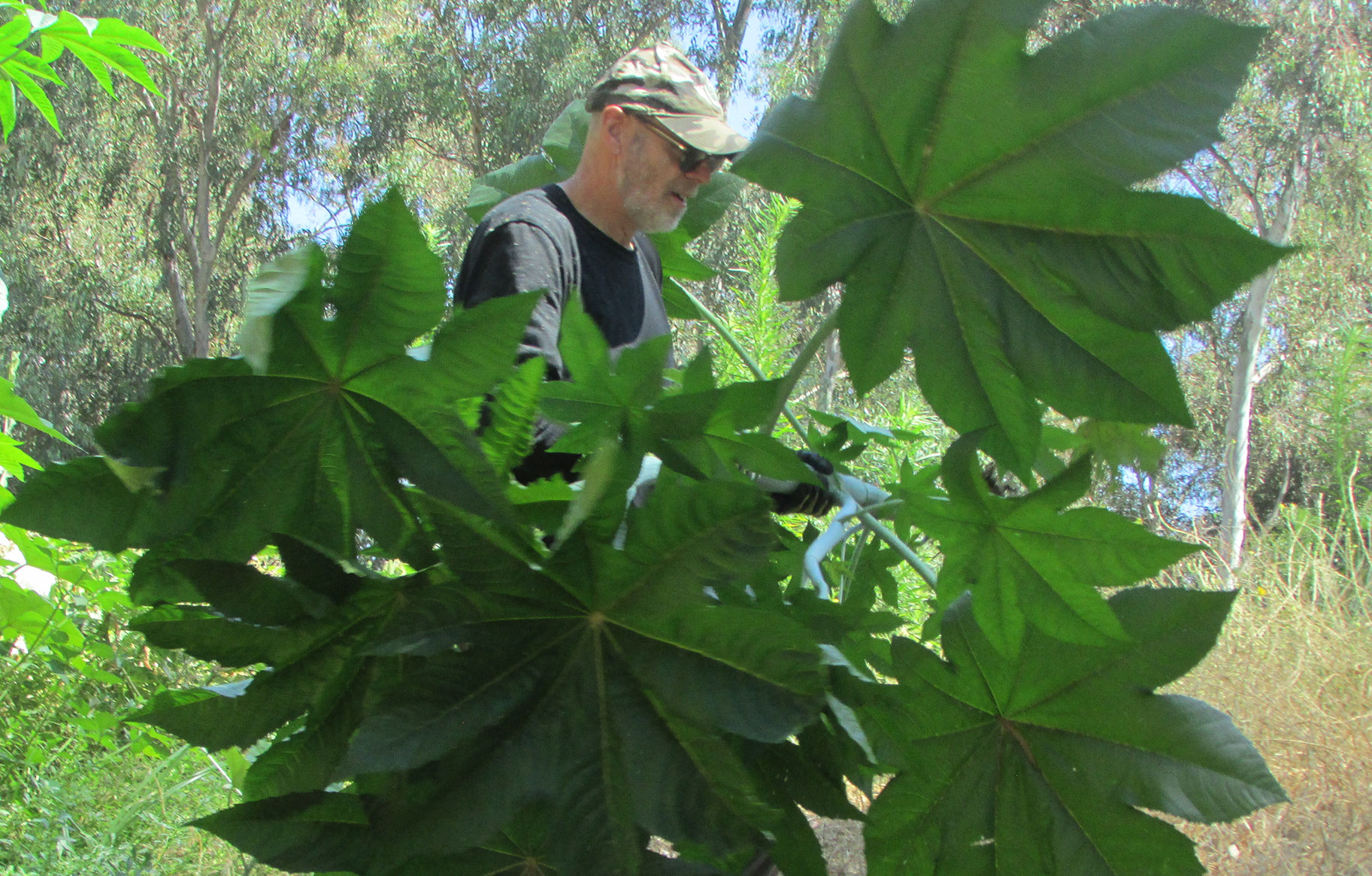 Mapping Weeds in Griffith Park