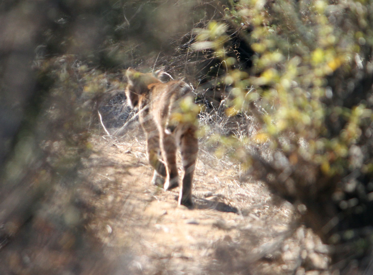 UCLA Bobcat Study Finds Wild Cats and More in Griffith Park