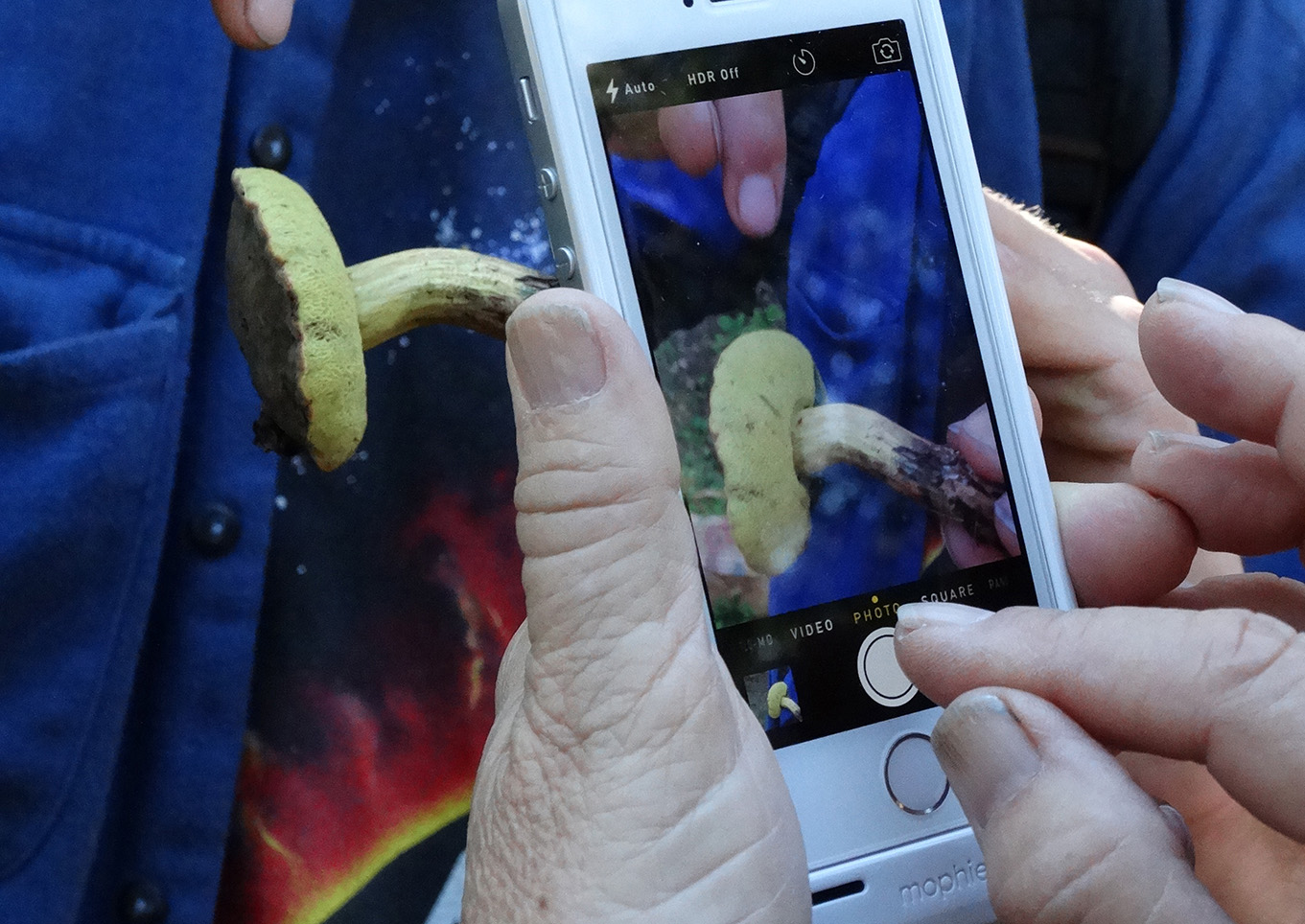 Hunting for Fungus Among Us