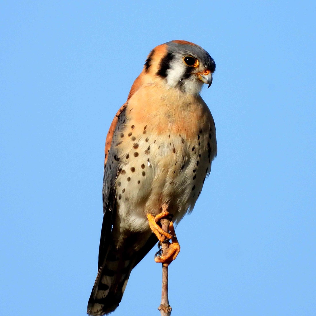 NKatz-Kestrel-DSCN5779-