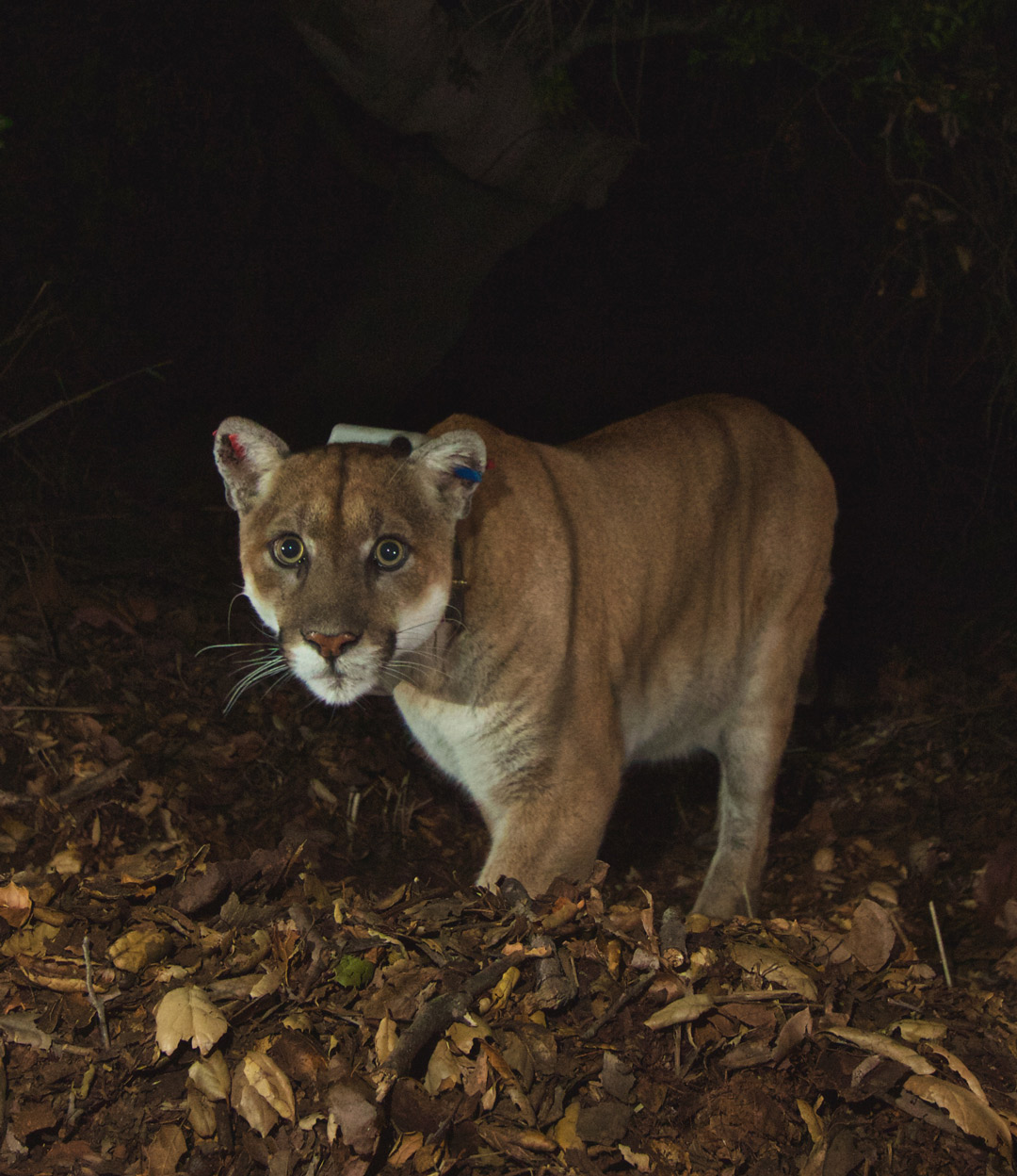 NPS-P22-2014 National Park Service P22 image in 2014