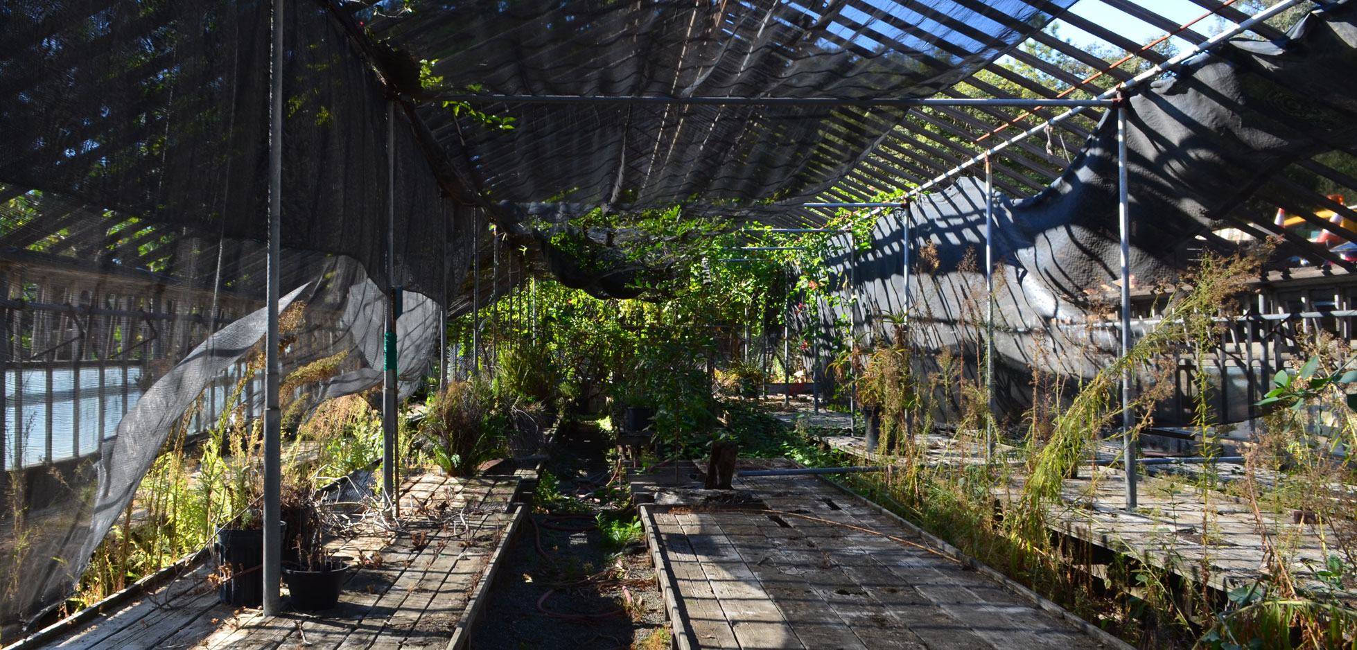 The History of Commonwealth Nursery