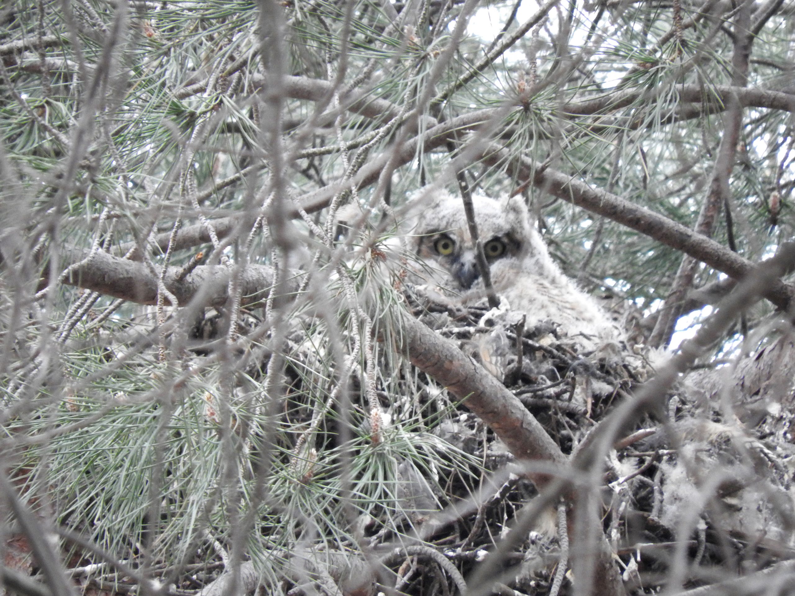 The Fifth Year Griffith Park Raptor Study Begins to Take Flight