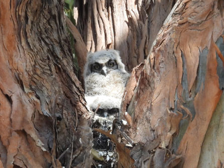 Highlights of the Los Angeles Raptor Study 2022