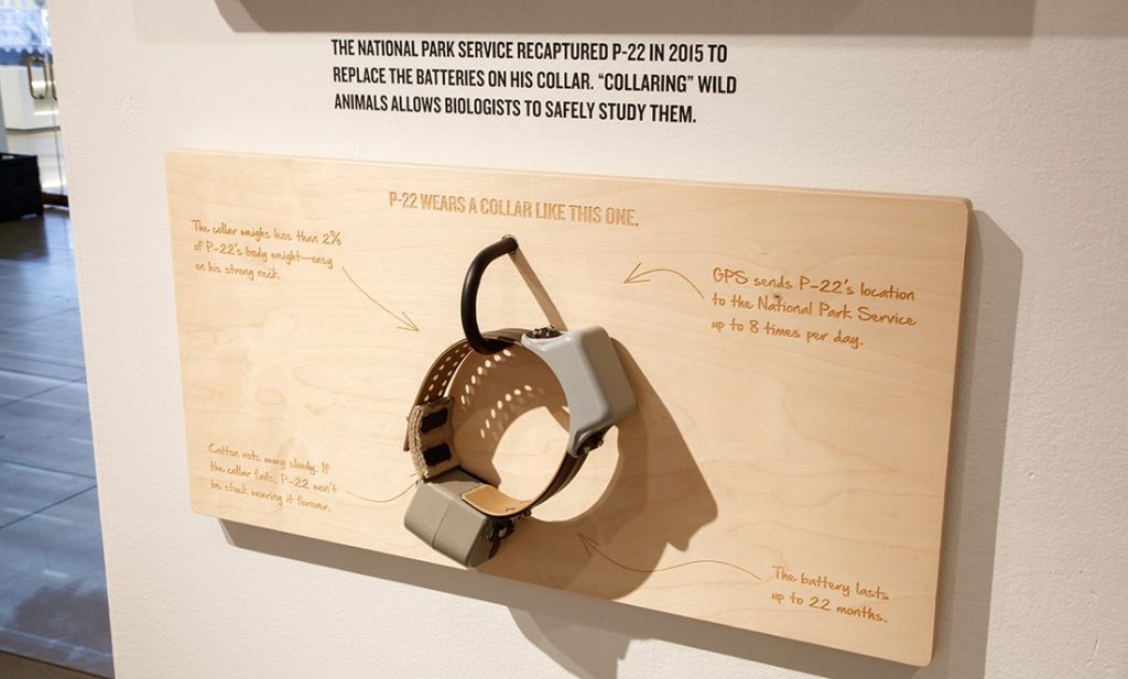 P22_Natural_History_Museum-Exhibit_collar