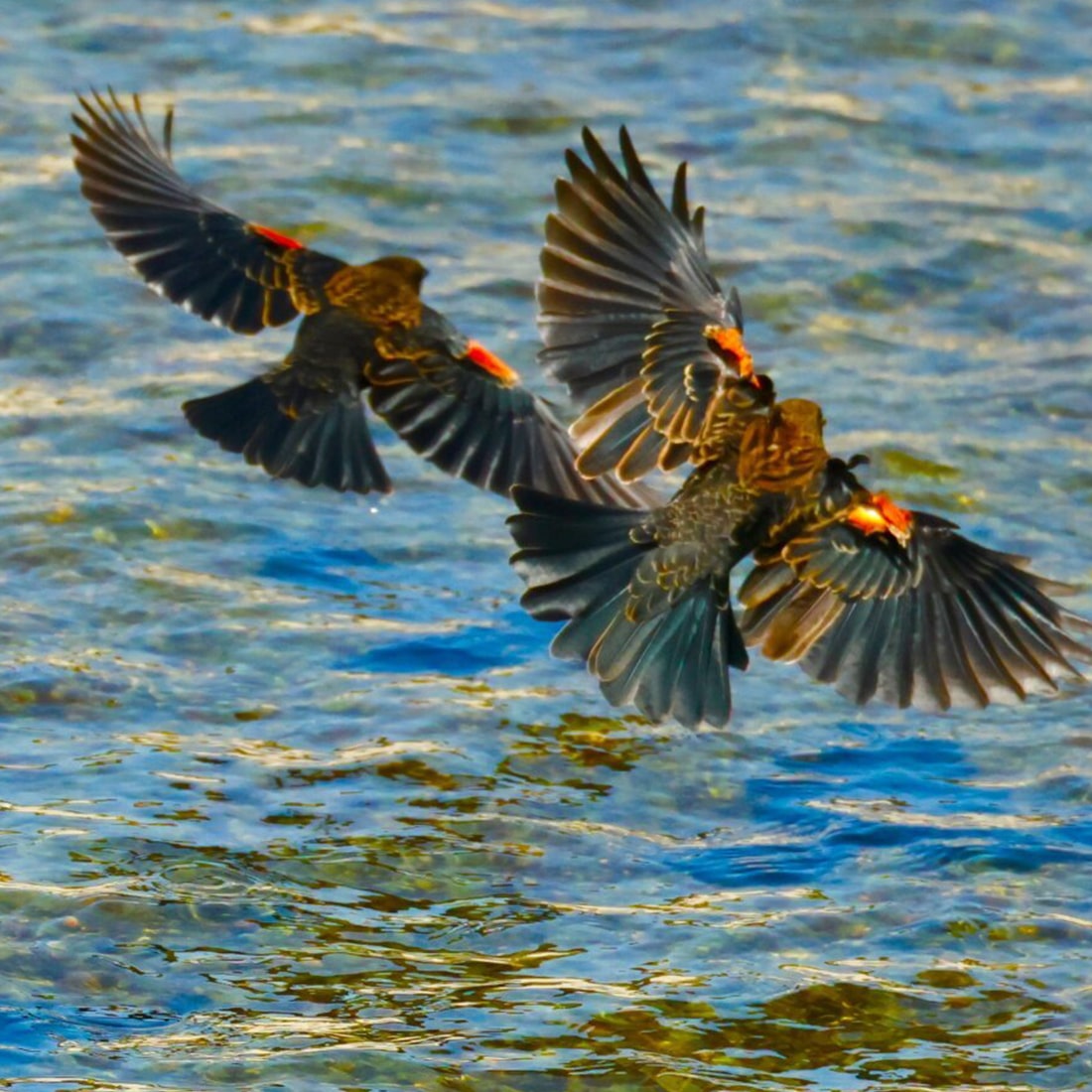 map-hike5-D Red-Winged-Blackbirds