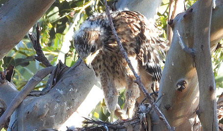 Red-shouldered Hawk, R.I.P.