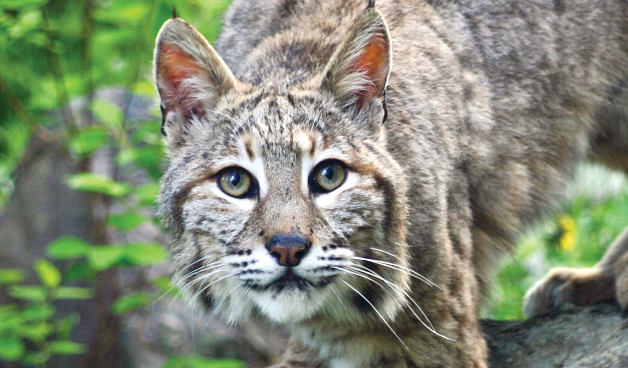 At Long Last: Passage of AB 1788, the California Ecosystems Protection Act