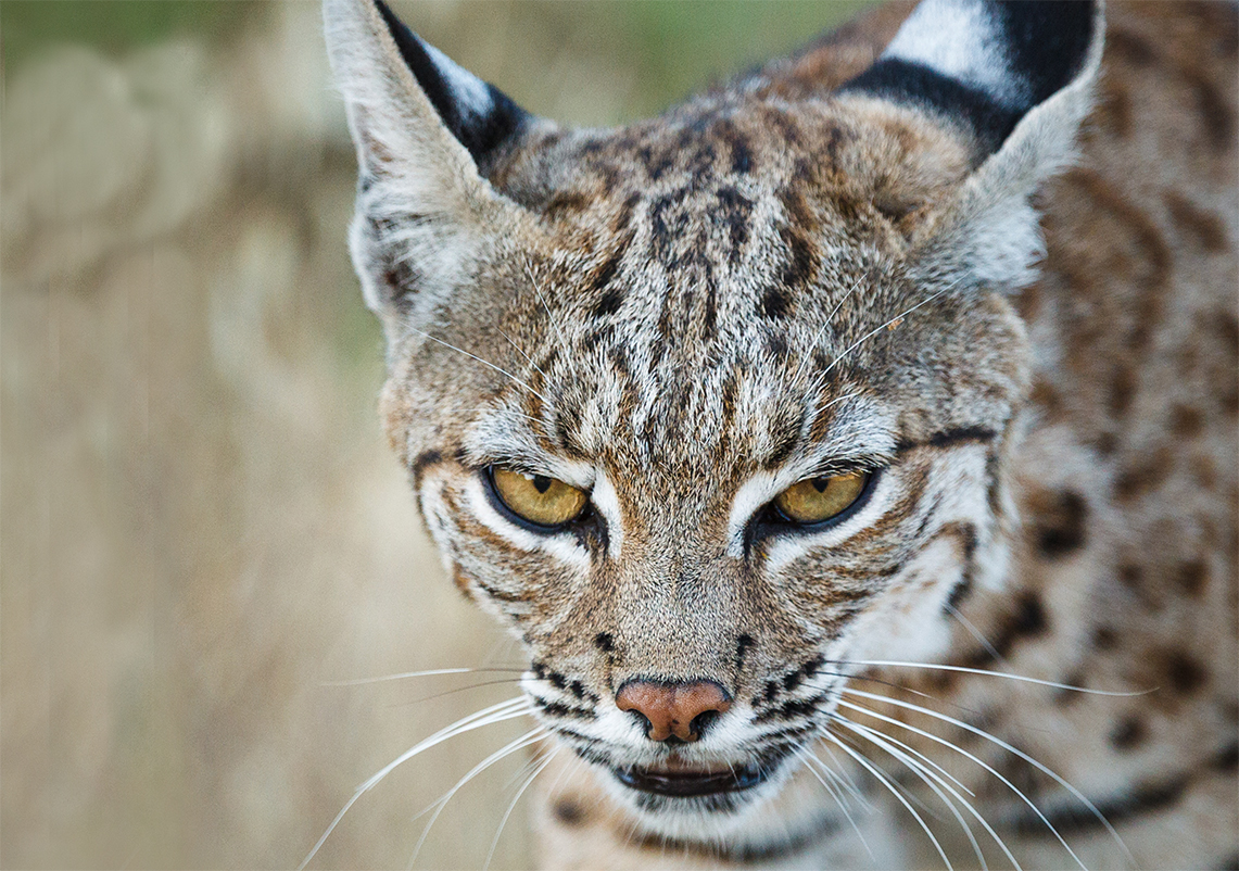 Anticoagulant Exposure in Bobcats Can Have Surprising Effects
