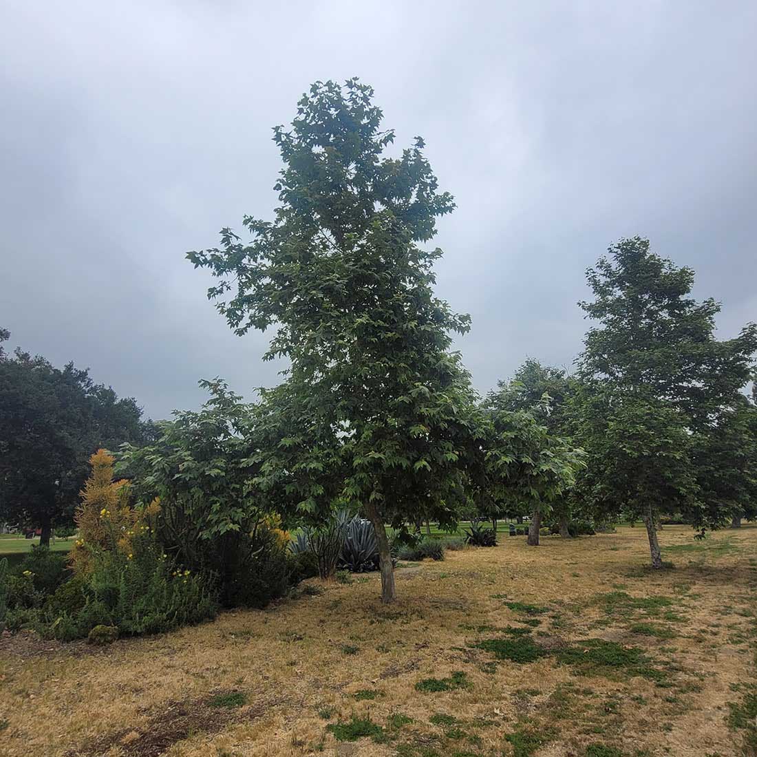 1R-Chinese-Weeping-Cypress