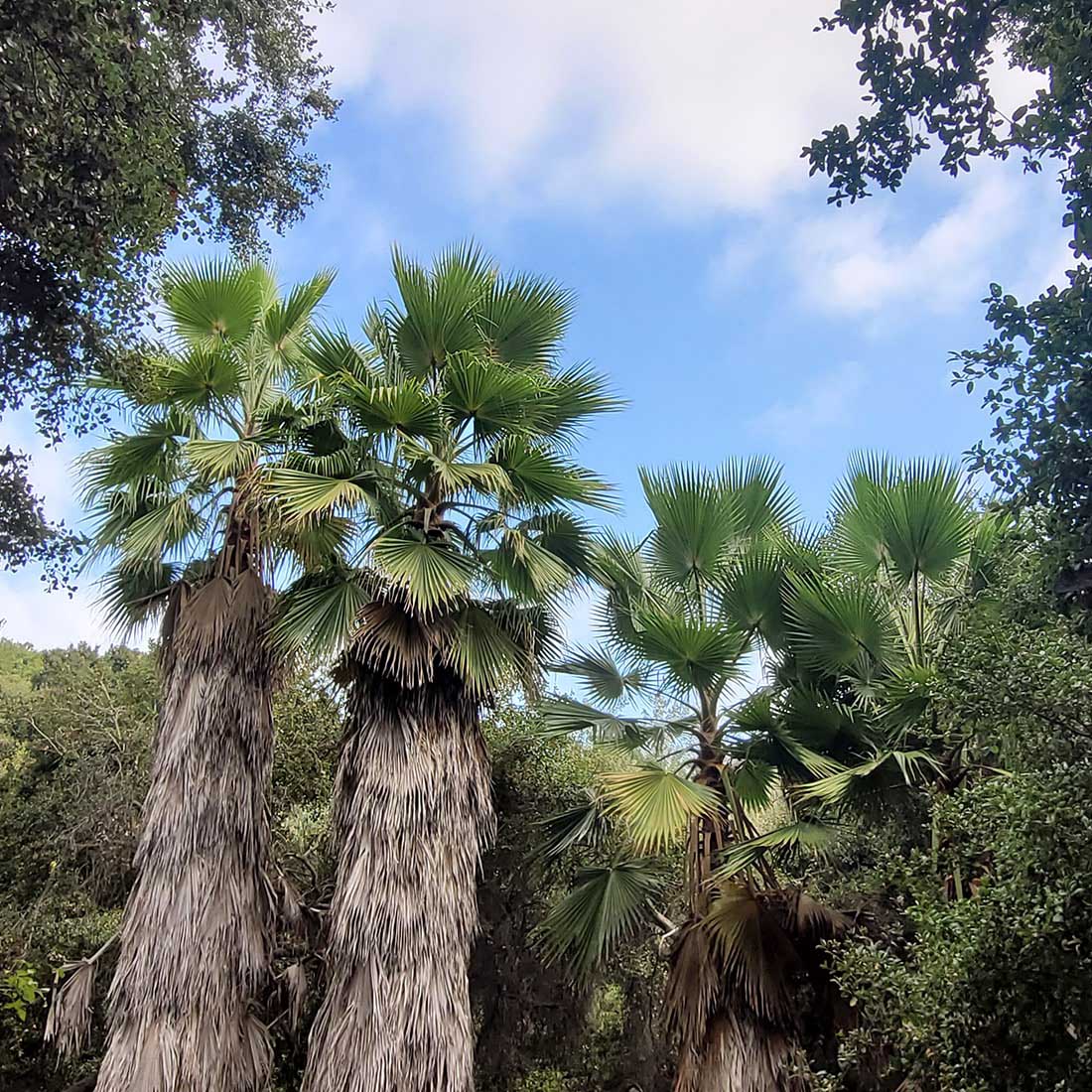 map-hike5-D 11G-Cadman-Skirted-Palms