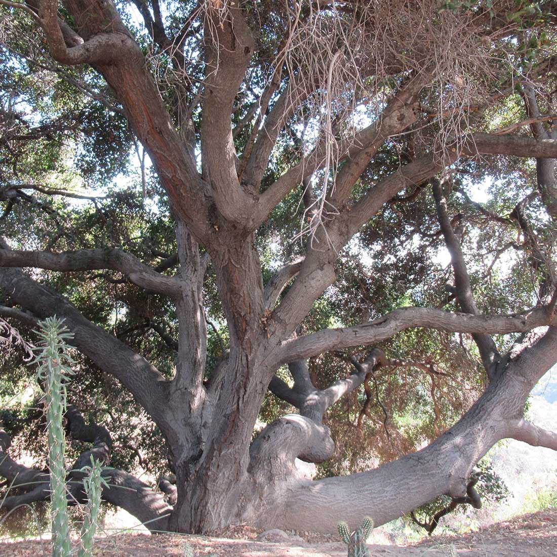 map-hike5-D 13B-Beautiful-Oak