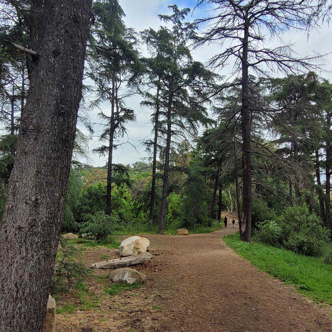 14H-Cedar-Grove-Peaceful-Scene