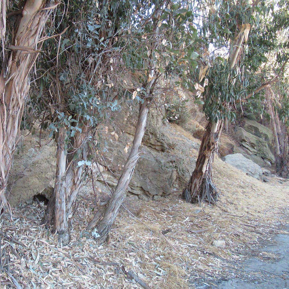 14P-Row-of-Hairy-Eucalyptus