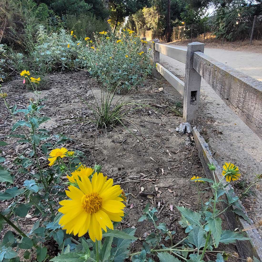 4T-Garden-Flower-Closeup