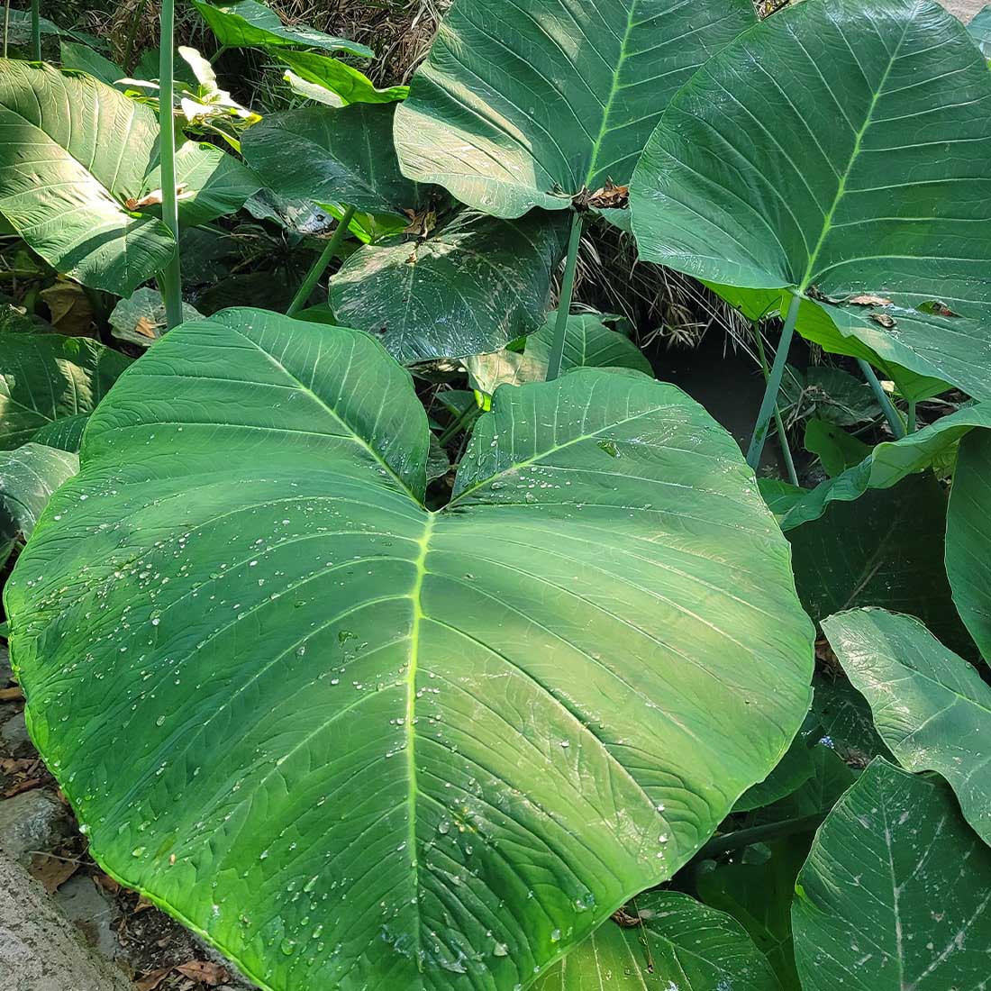 6T-Elephant-Ear