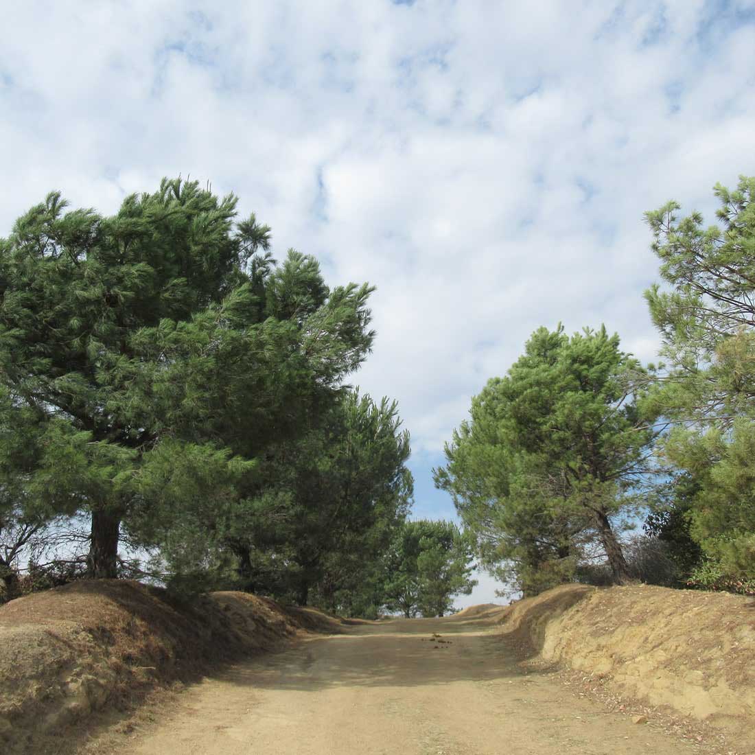 map-hike5-D 9C-Avenue-of-Pines