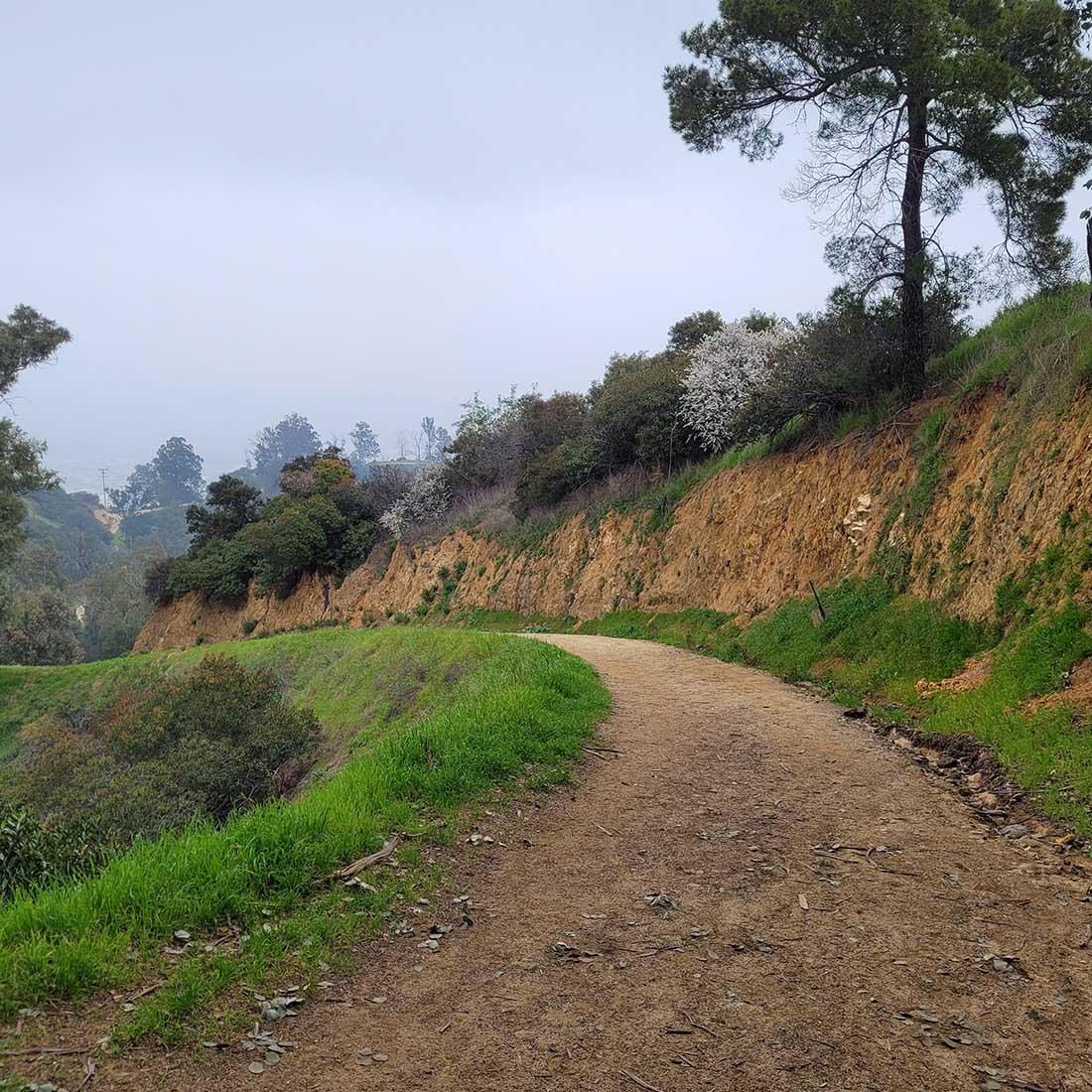 9R-Toyon-Trail-Downhill