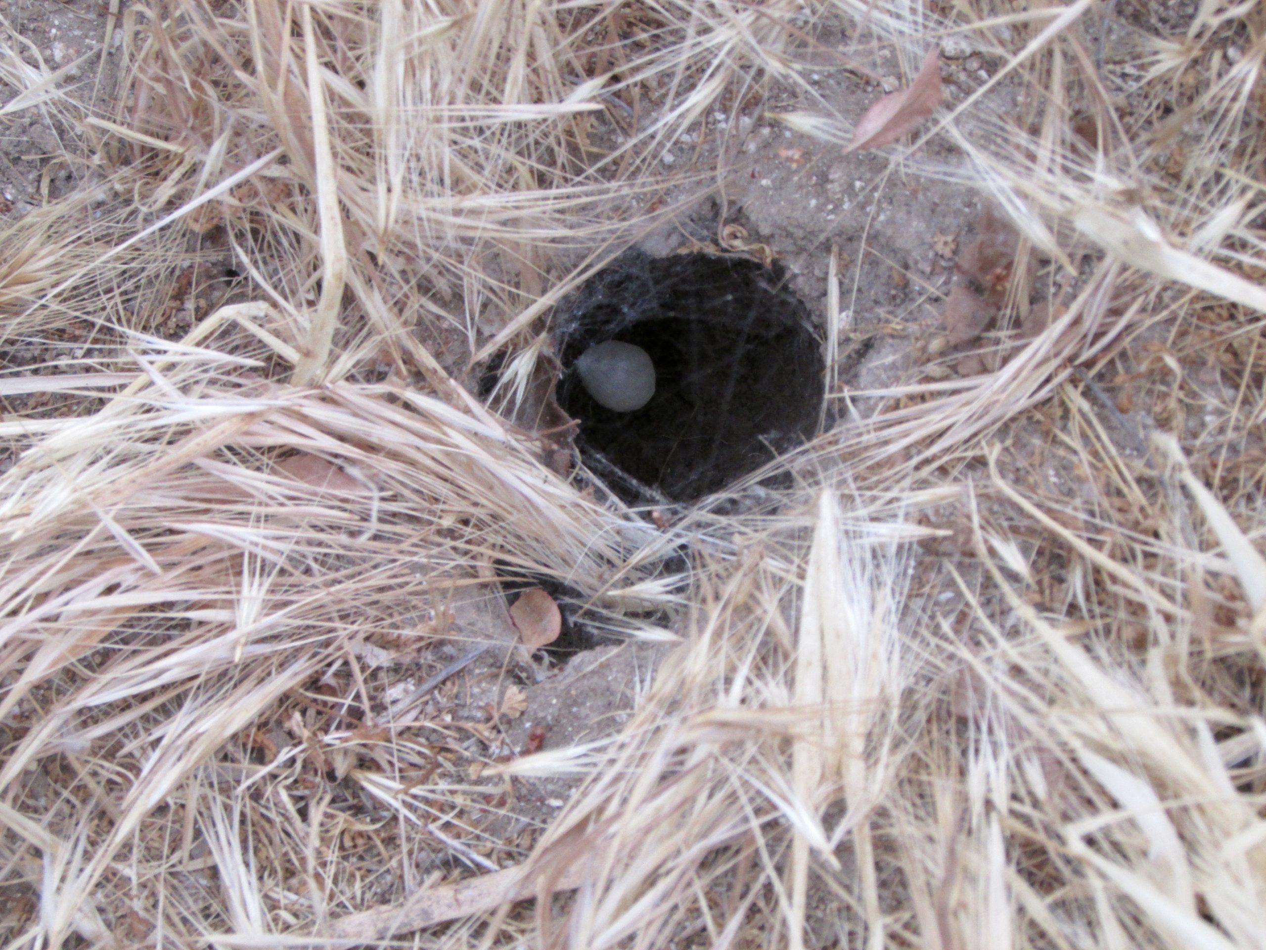 Underground Griffith Park: Holes as Homes