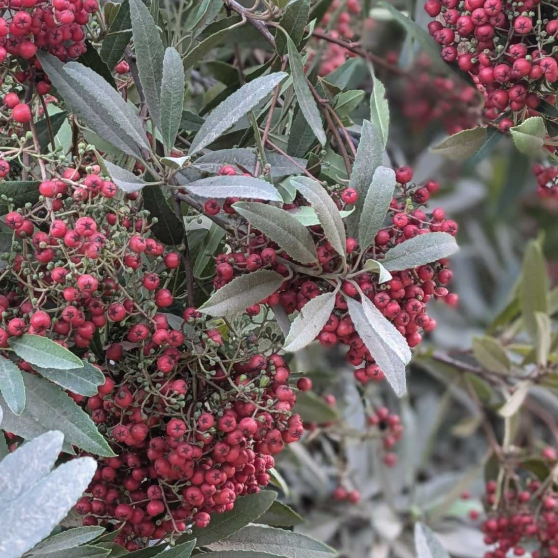 Toyonberry in Griffith Park
