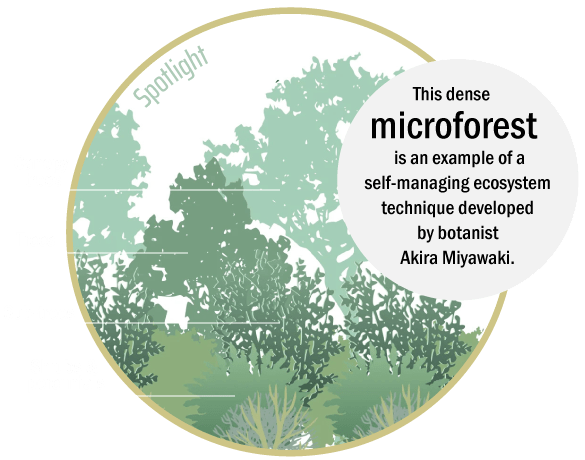 factoid-1-S Griffith Park Explorer: Miyawaki Forest