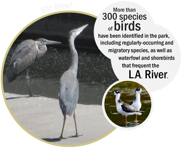 factoid-5HH-allgold Griffith Park Explorer: Wading Birds