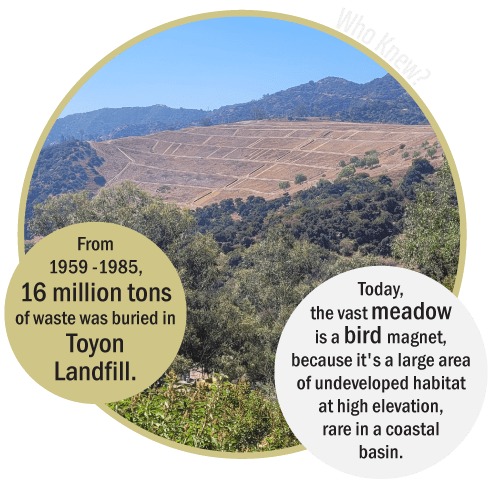 Griffith Park Explorer: Toyon Landfill